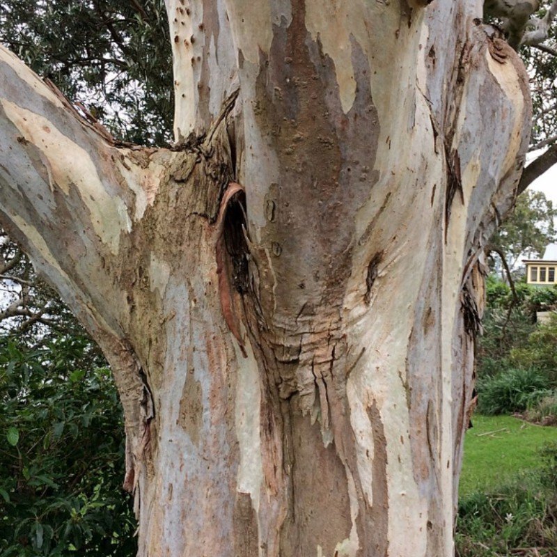 Forest Red Gum Seeds for Planting