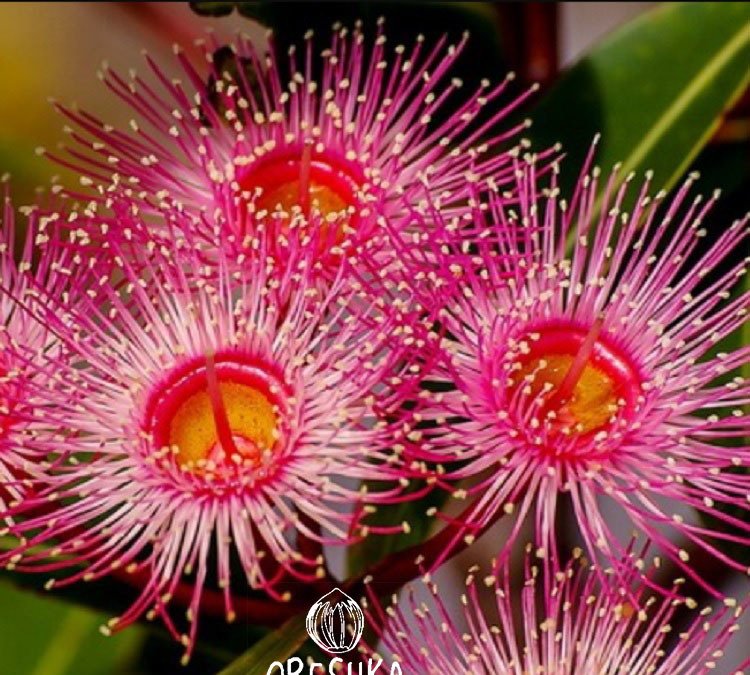 Forest Red Gum - Eucalyptus tereticornis