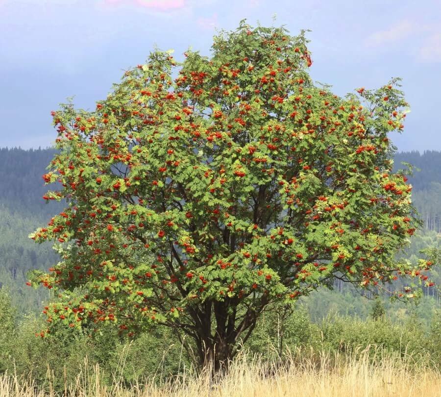 Mountain-ash - Rowan