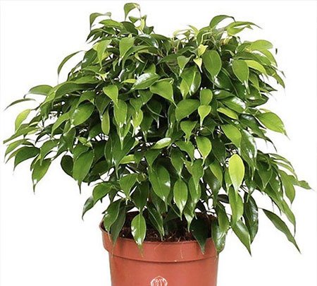 Weeping fig - Benjamin fig - Ficus tree