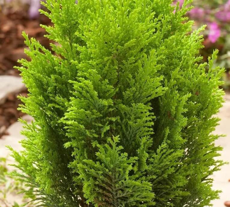 Lawsonia alba, Hina