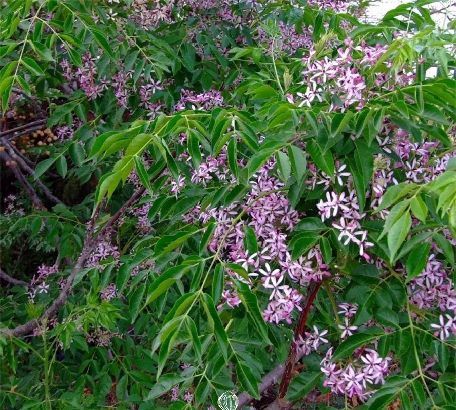 Сhinaberry tree - pride of India - bead-tree - Cape lilac - syringa berrytree - Persian lilac - Indian lilac