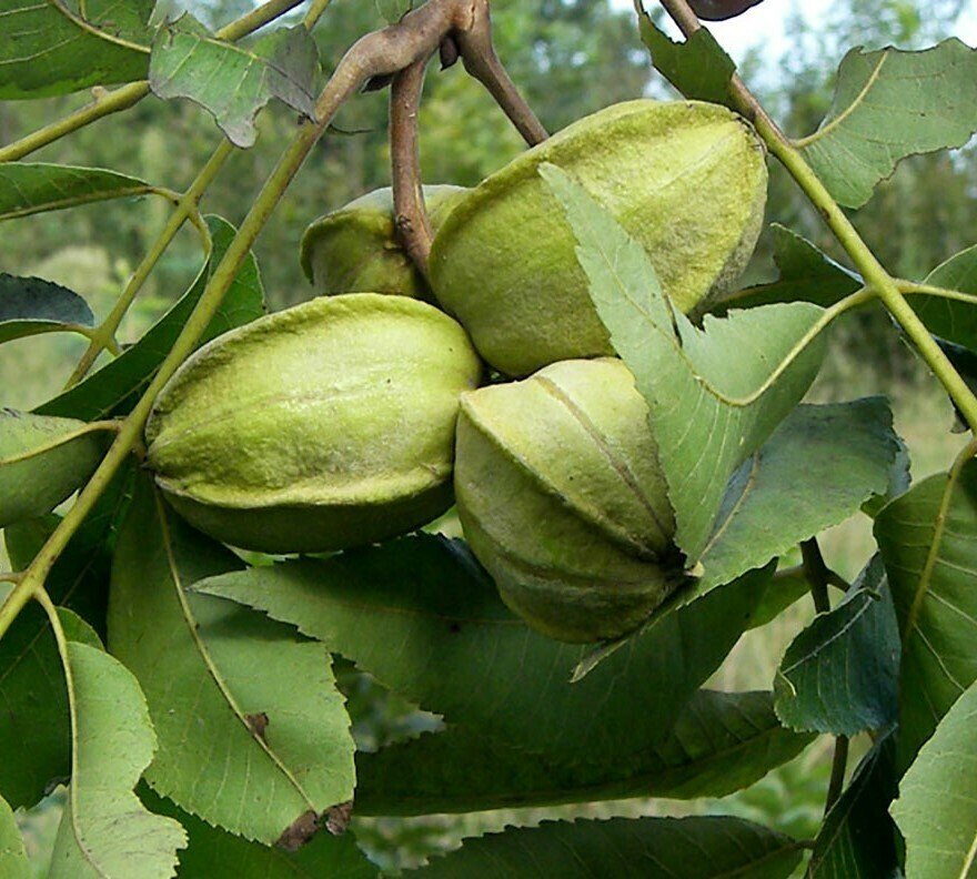 Pecan