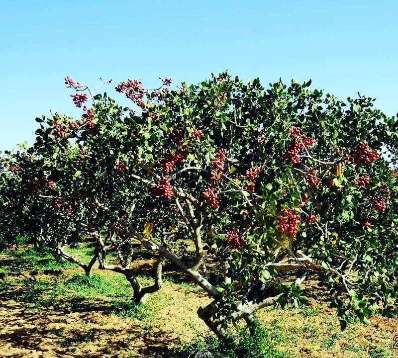 Central Asian pistachio