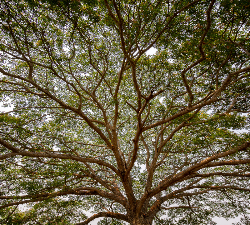 Albizia saman - Rain Tree - Monkey Pod Tree