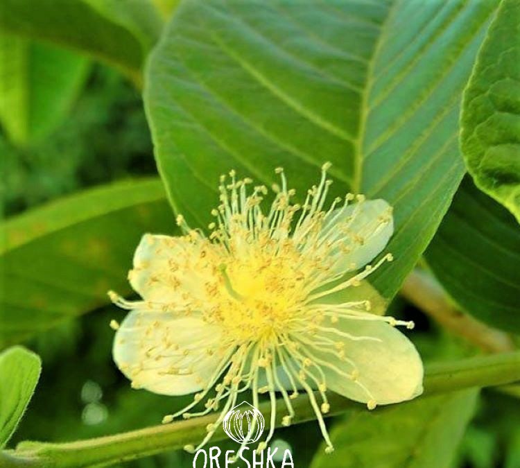 Indian Guava Seeds for Planting — Image 21