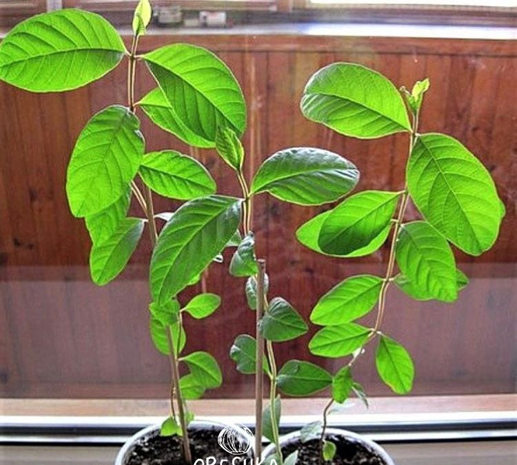 Indian Guava Seeds for Planting — Image 31