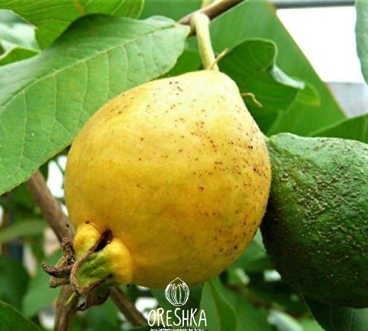 Indian Guava Seeds for Planting — Image 41