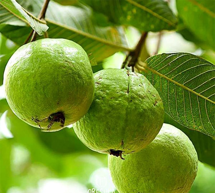 Indian Guava Seeds for Planting — Image 51
