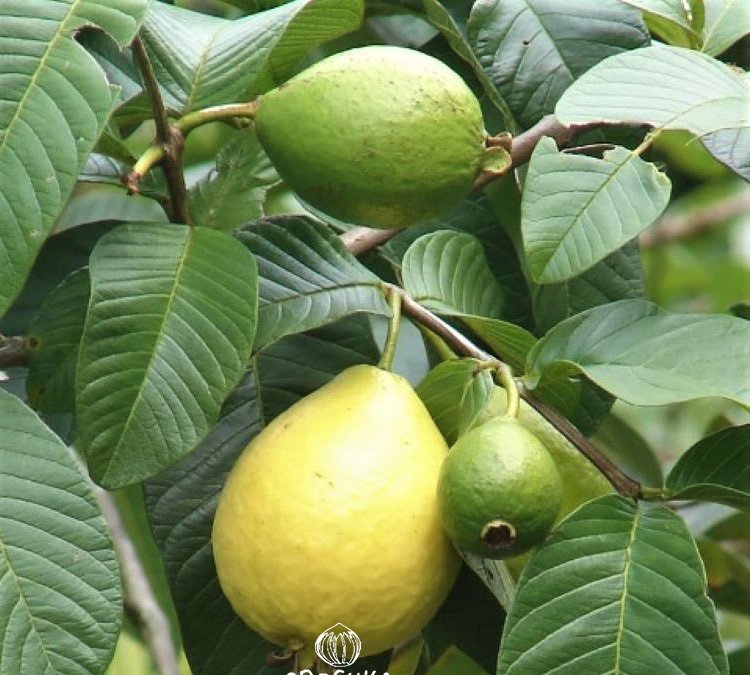 Indian Guava / Tropical Guava