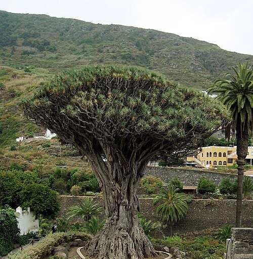 Dragon Tree / Canary Island Dragon Tree / Dragon Blood Tree