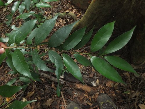 Ceylon Ironwood Seeds for Planting