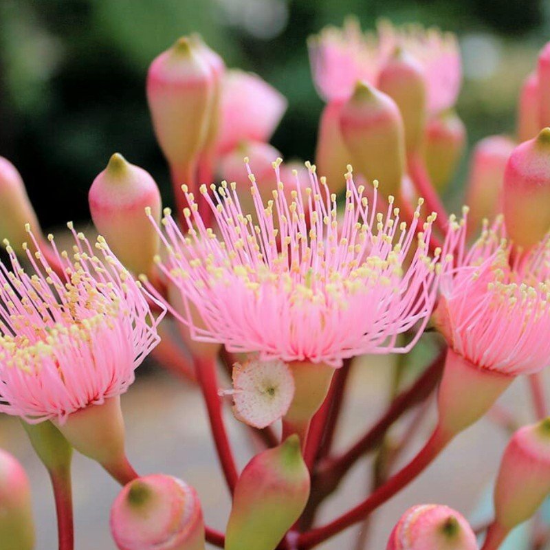 Eucalyptus Hybrid Seeds for Planting