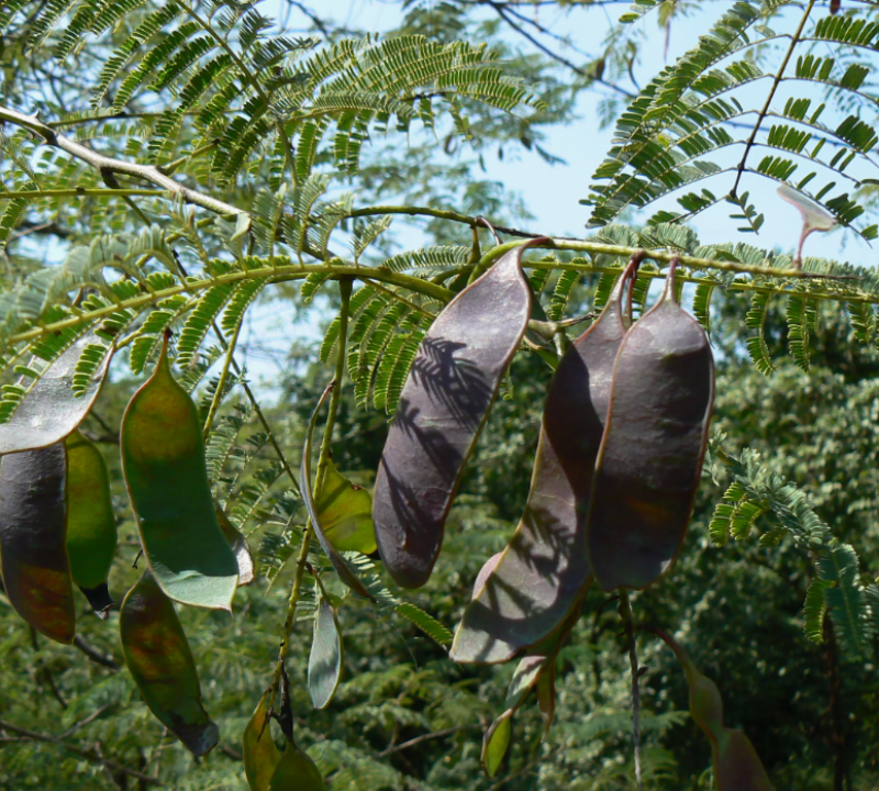 Black Cutch Tree / Catechu Tree / Khair / Cutch Tree