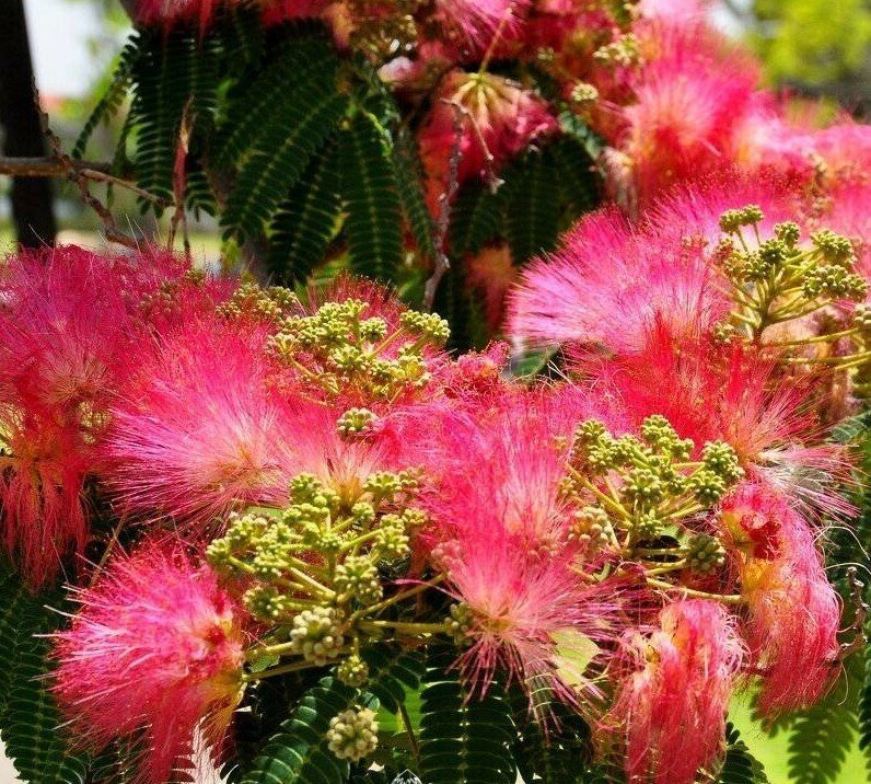 Hatiamiuki / Richard’s Albizia / Tropical Albizia Tree