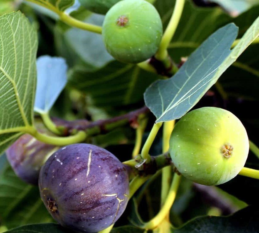 Common Fig / Fig Tree