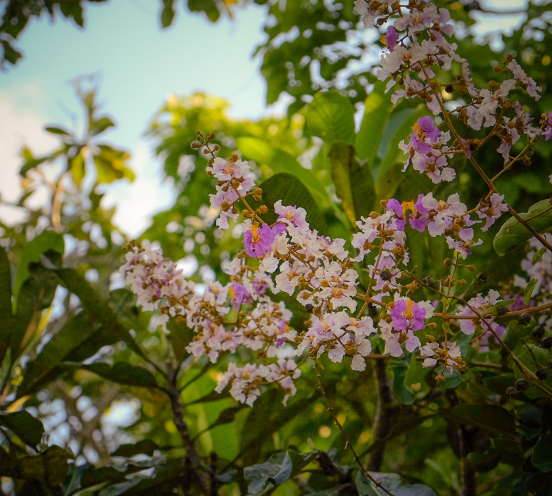Quickstick / Mexican Lilac / Madre de Cacao / Gliricidia Tree