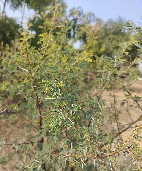Babul Tree / Egyptian Thorn / Thorny Acacia