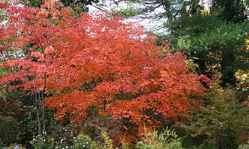 fullmoon maple
