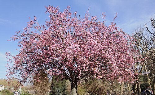 Japanese Cherry Blossom - Sakura