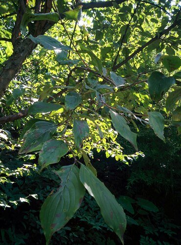 Cornelian Cherry Seeds for Planting