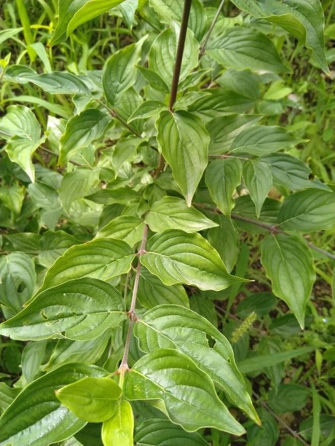 Japanese Cornel Dogwood Seeds for Planting