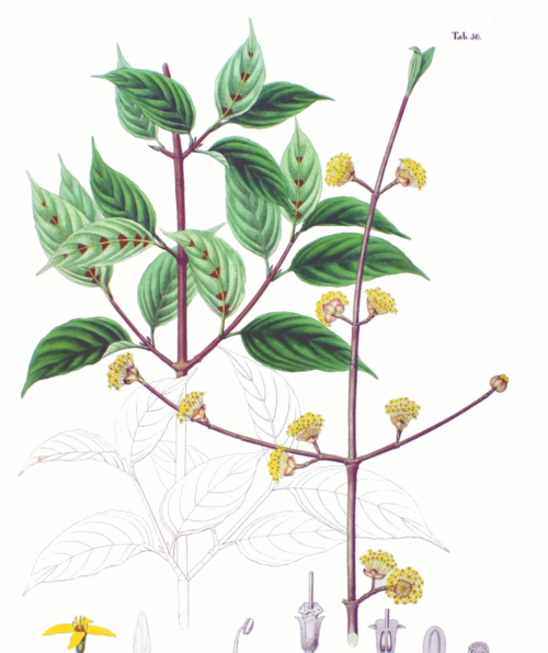 japanese cornel dogwood