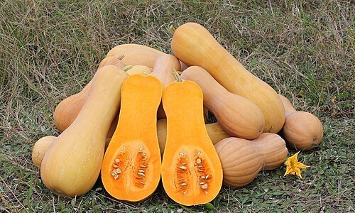 Butternut squash