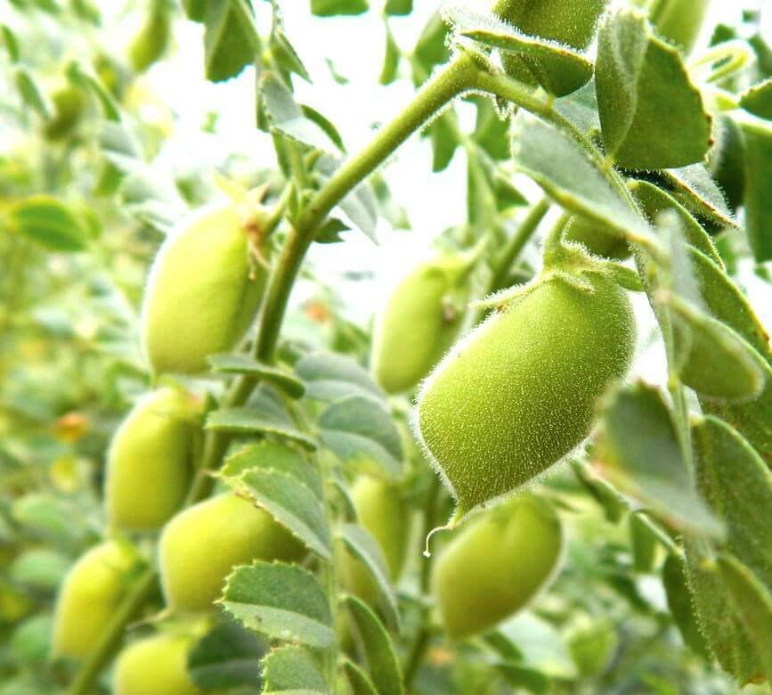Chickpeas brown