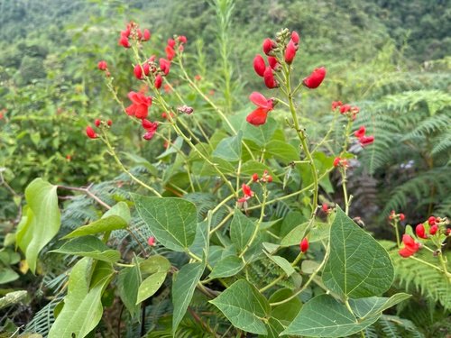 Purple Pod Bean Seeds for Planting
