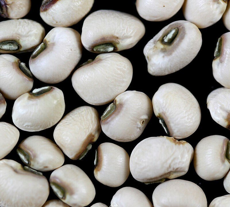 Black-Eyed Pea Seeds for Planting — Image 51