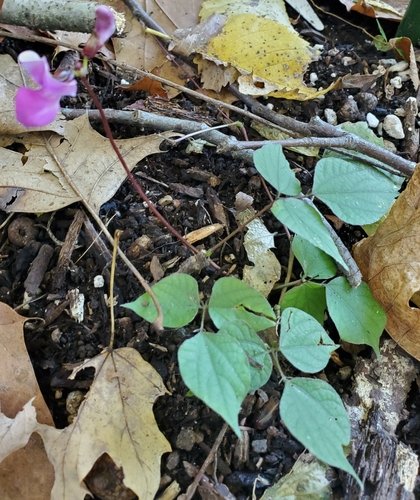 Black Vaal Bean Seeds for Planting