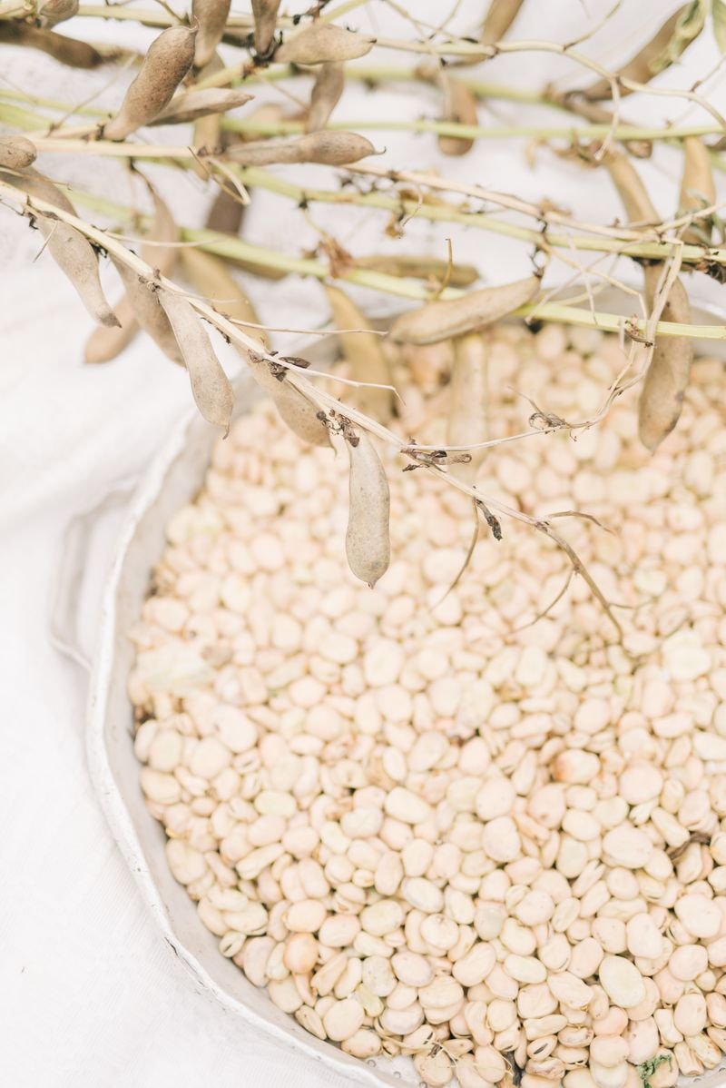 White Navy Bean Seeds for Planting