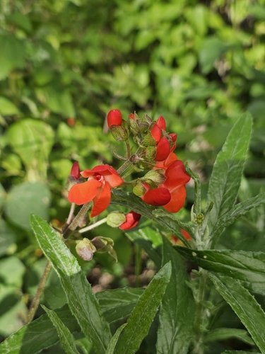 Roshni Bean Seeds for Planting