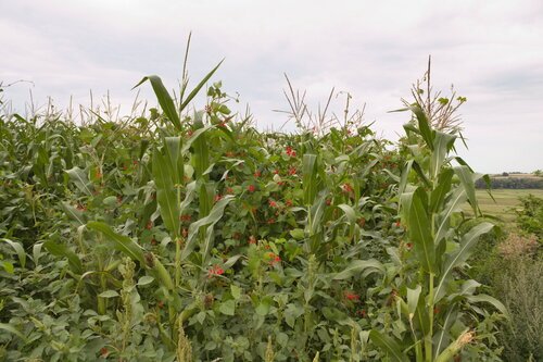Jammu Rajma Bean Seeds for Planting