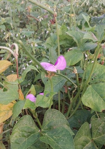 Yard Long Bean Laffa Seeds for Planting