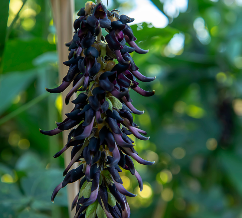 Mucuna pruriens - Velvet bean