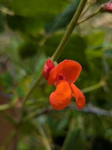 Black Rajma Bean Seeds for Planting