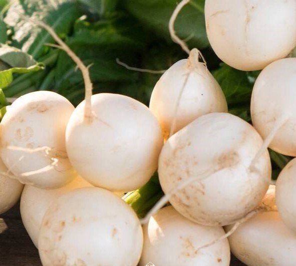 White Radish Daikon / Japanese Daikon Radish