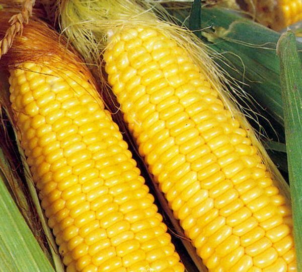 Purple korean corn