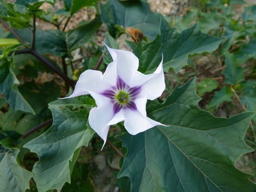 Castor Bean Seeds for Planting