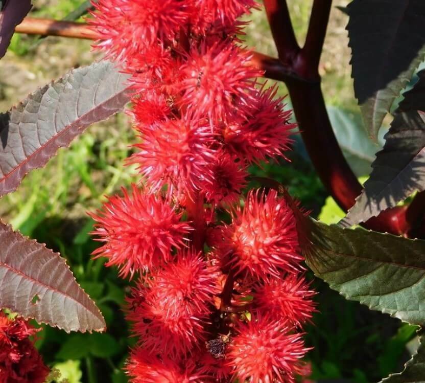 Castor bean