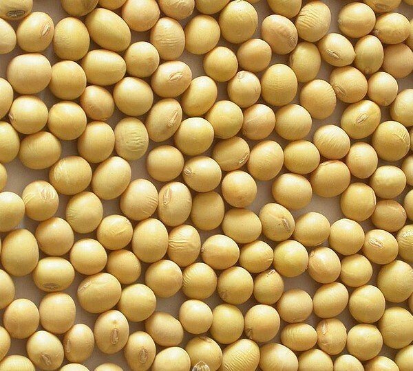 Black Soya Bean Seeds for Planting — Image 21