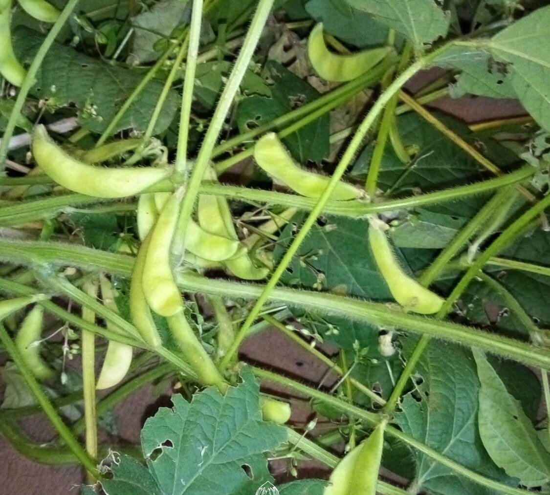 Black Soya Bean Seeds for Planting — Image 31