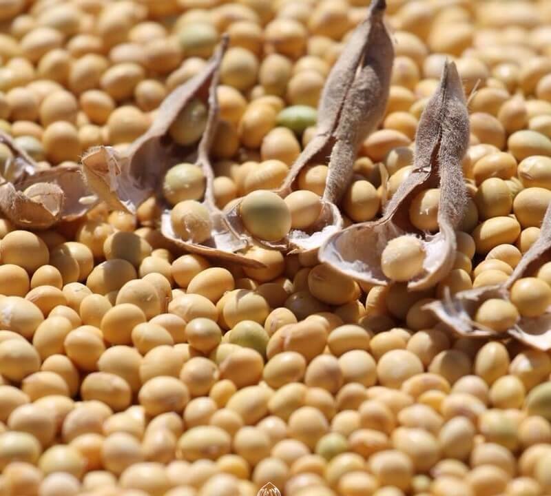 Black Soya Bean Seeds for Planting — Image 51
