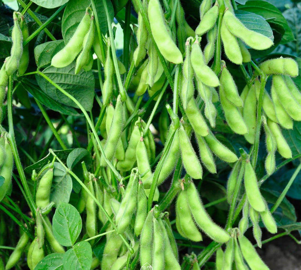 Black Soya Bean Seeds for Planting — Image 61