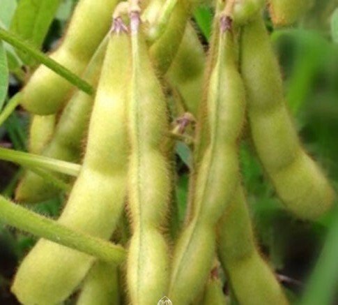 Black Soya Bean Seeds for Planting — Image 71