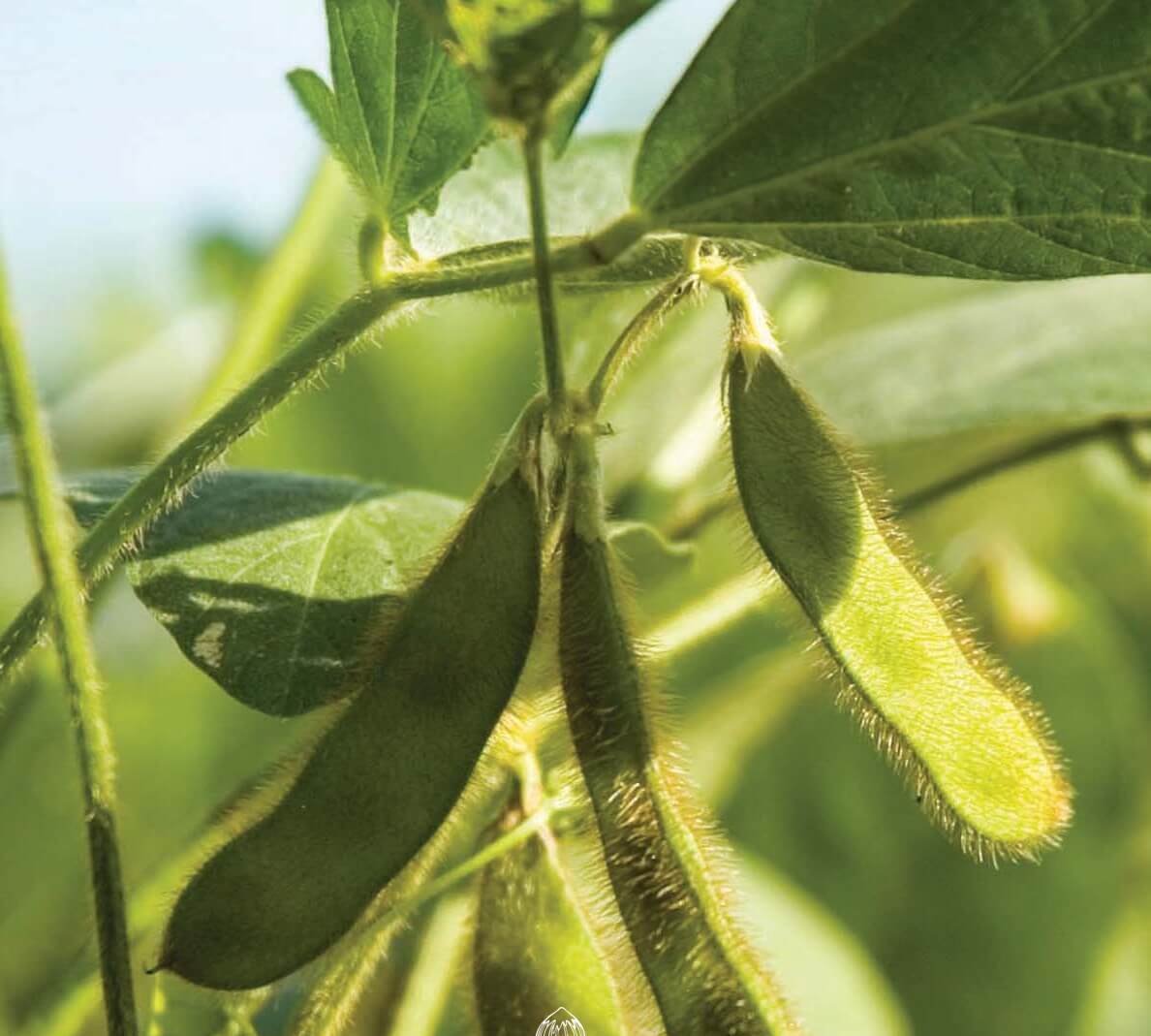 Black Soya Bean Seeds for Planting — Image 81