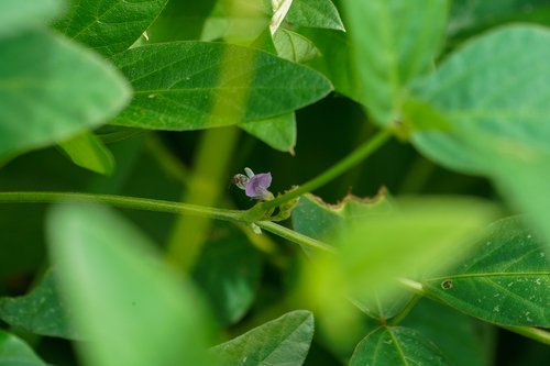 Black Soya Bean Seeds for Planting