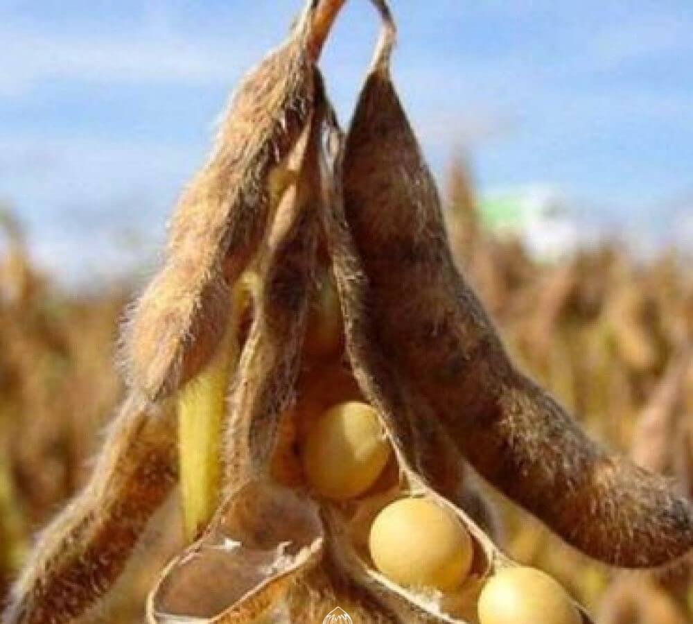 Black soya bean Kala Bhatt